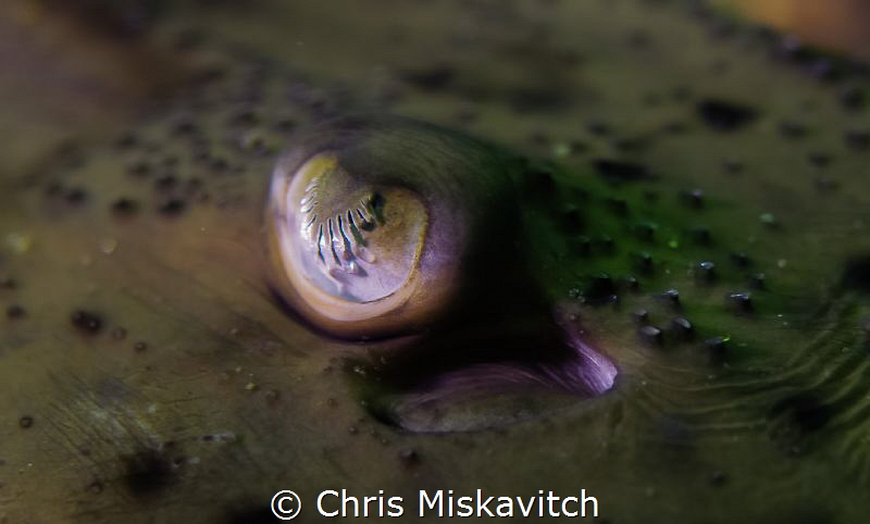 Skate Eye....as a flat fish on the bottom they must need ... by Chris Miskavitch 