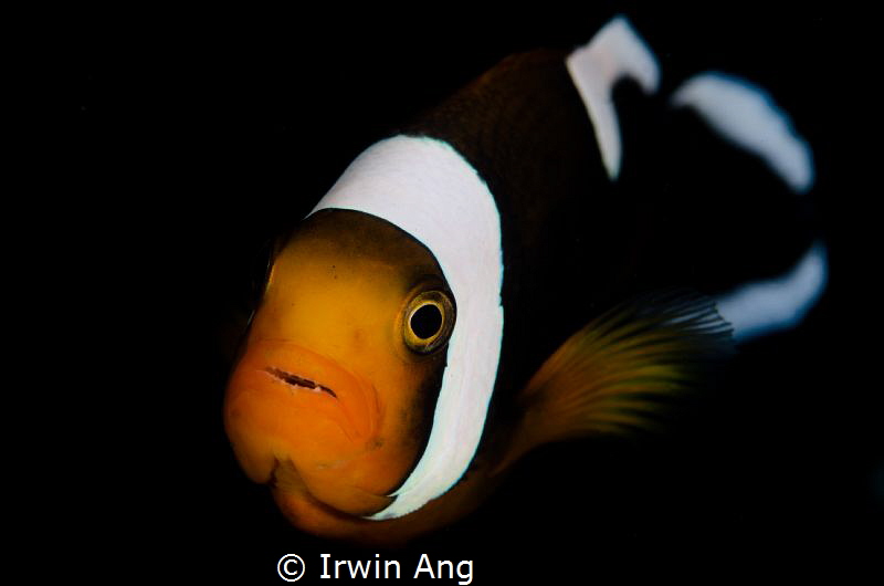 N E M O O O..
Clown fish (Amphiprioninae)
Anilao, Phili... by Irwin Ang 