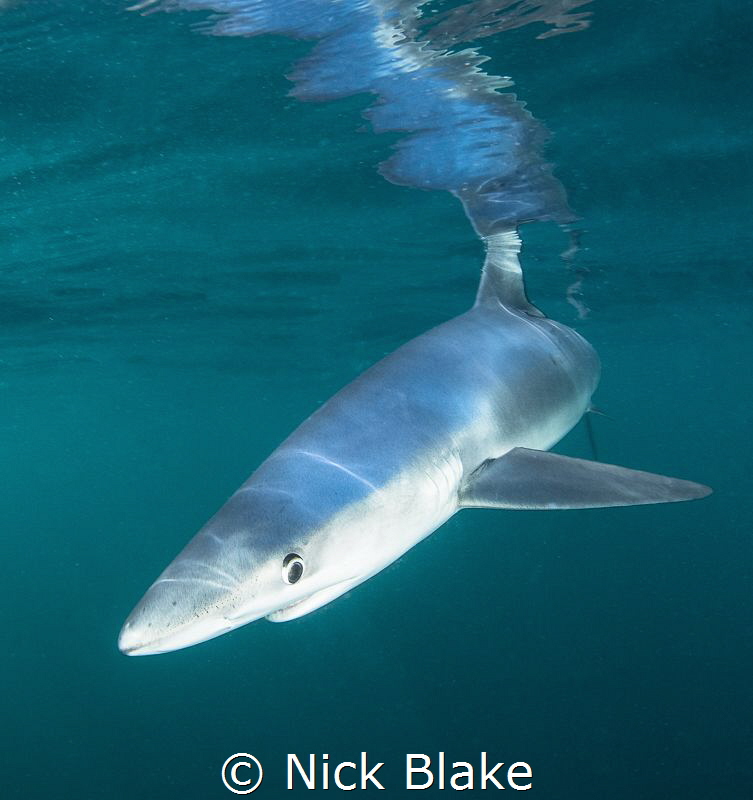 Blue Shark, Cornwall, UK by Nick Blake 
