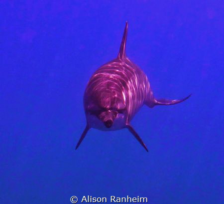 Dolphin swim nap! by Alison Ranheim 