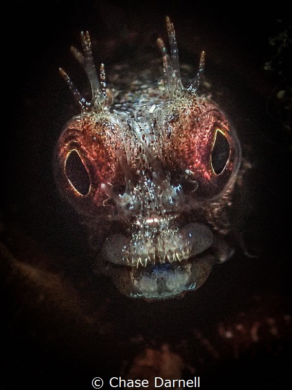 "Glowing"
A close up of a Roughhead Blenny. by Chase Darnell 