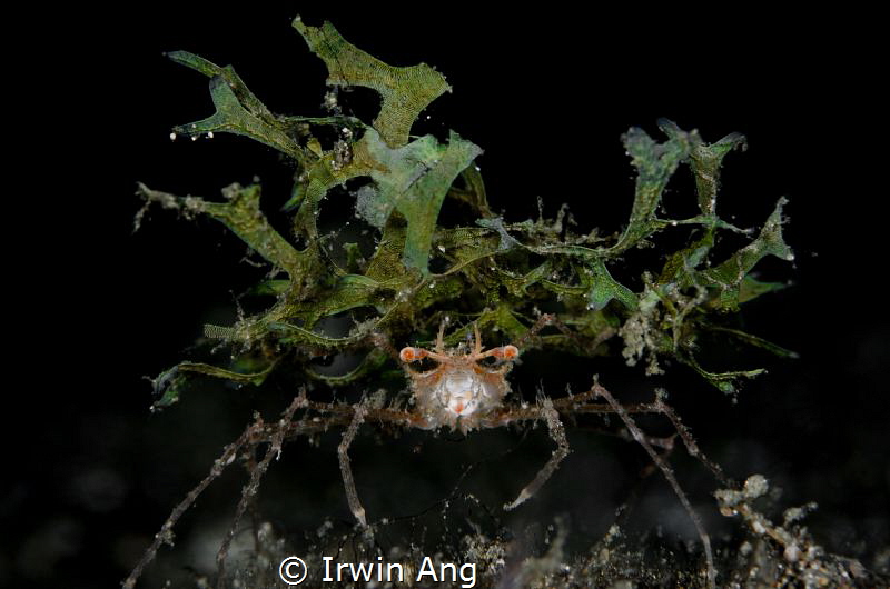 M O N S T E R
Decorator crab
Anilao, Philippines. April... by Irwin Ang 