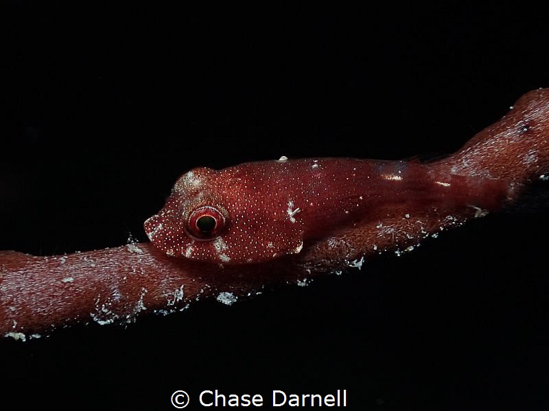 "Red Cling" 
A Red Cling Fish doing what it does best. L... by Chase Darnell 