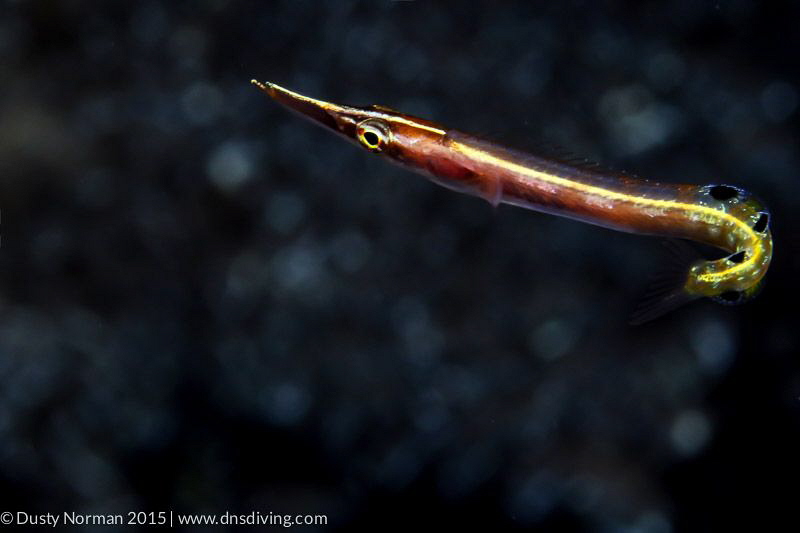 "Arrow Eye"
A very hard subject to photograph. The size ... by Dusty Norman 