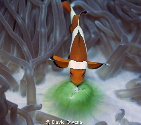 Clown fish by David Owens 