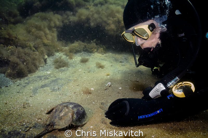 Diver paused for a minute to say hello to a Horseshoe Cra... by Chris Miskavitch 