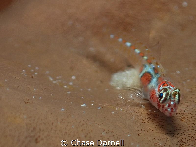 "Blue Eyes"
Orange Sided Gobe resting on a sponge. These... by Chase Darnell 