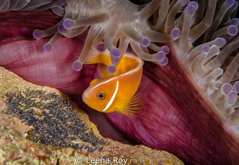 The next generation-anenome fish with eggs by Leena Roy 