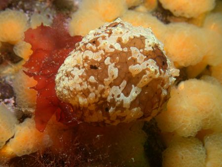 A subantarctic lamellarian gastropod feeding on an ascidi... by Cesar Cardenas 