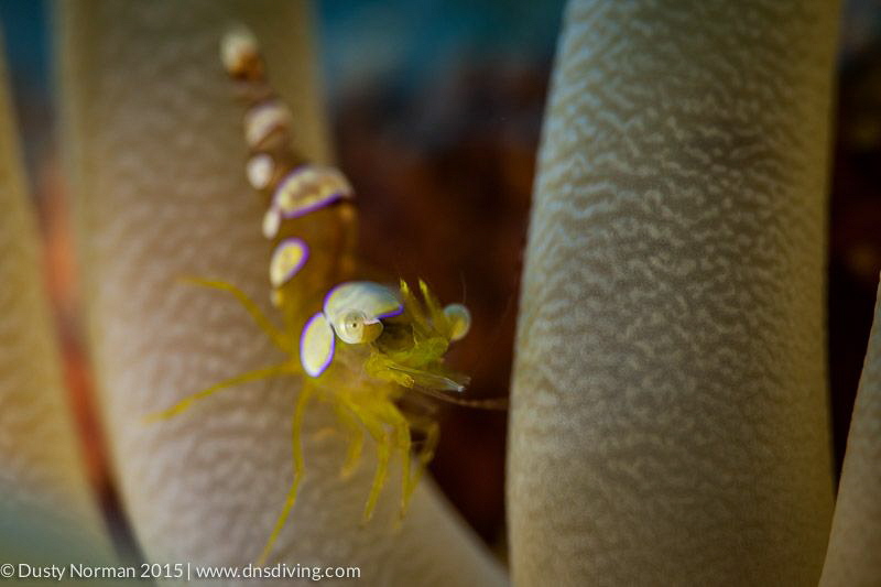 "Perched"
A Squat Anemone Shrimp hanging out in an anemone. by Dusty Norman 