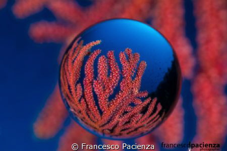 [:b:]My world is red and blue[:/b:] by Francesco Pacienza 