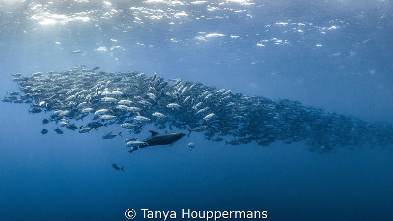Dolphin Reverie
A dolphin swims throughout a school of b... by Tanya Houppermans 