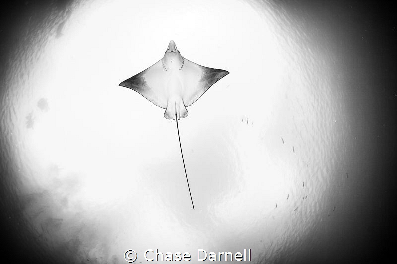 "Sky High"
A Spotted Eagle Ray flies overhead on the Nor... by Chase Darnell 
