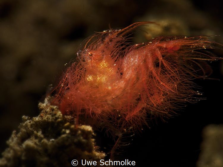 Red hairy shrimp by Uwe Schmolke 