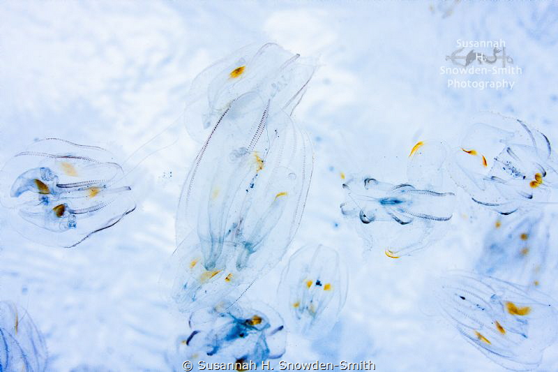 Jellyfish Abstract
I photographed facing up toward the t... by Susannah H. Snowden-Smith 