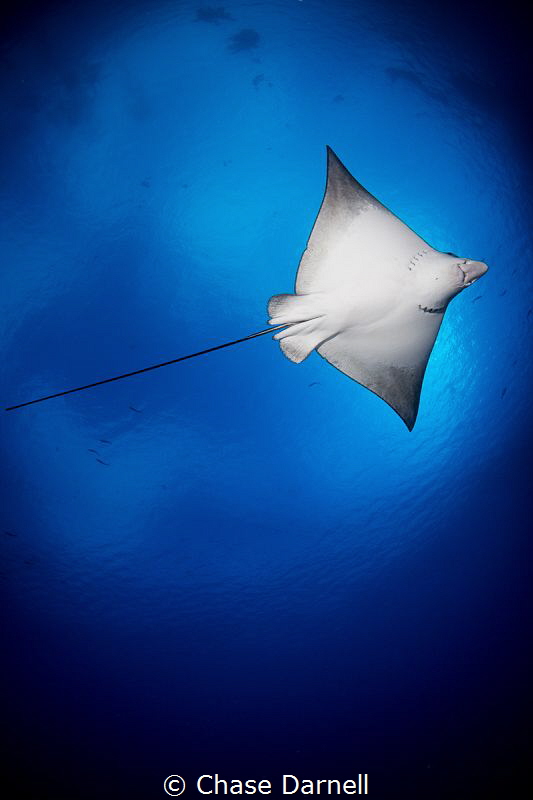"Overhead"
A Spotted Eagle Ray trusting me enough to fly... by Chase Darnell 
