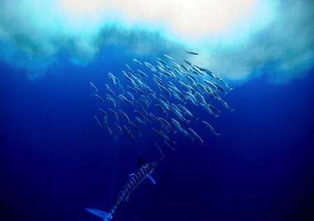 Feeding time.
A Stripe Marlin free swiming feeding on Ja... by Daren Fentiman 