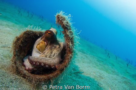 Small octopus hidding. by Petra Van Borm 