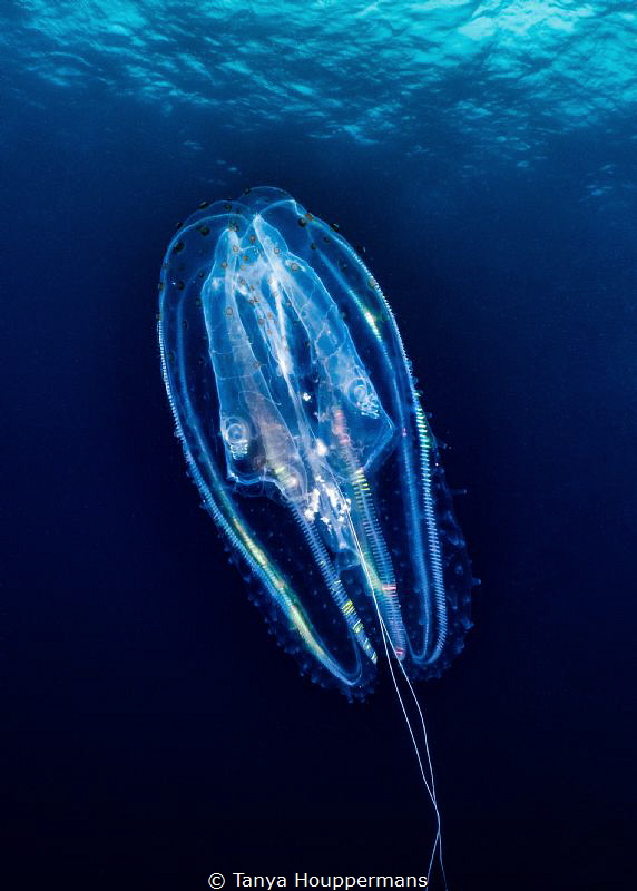 Light Show
A comb jelly floats by during a safety stop a... by Tanya Houppermans 