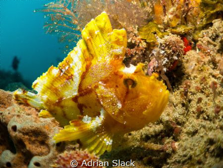 Leaf me alone, leafy scorpion fish (or paperfish as known... by Adrian Slack 