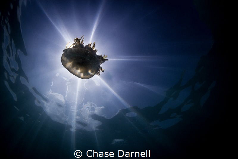 "Jelly Burst"
A Jelly Fish backlit using the sun. by Chase Darnell 