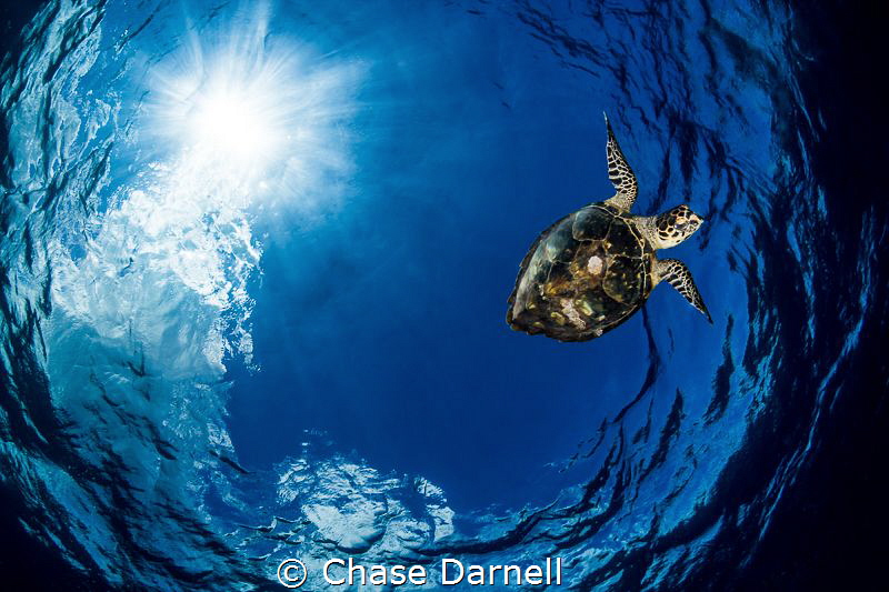 "Aerials"
The Turtle dive always leads to awesome imager... by Chase Darnell 