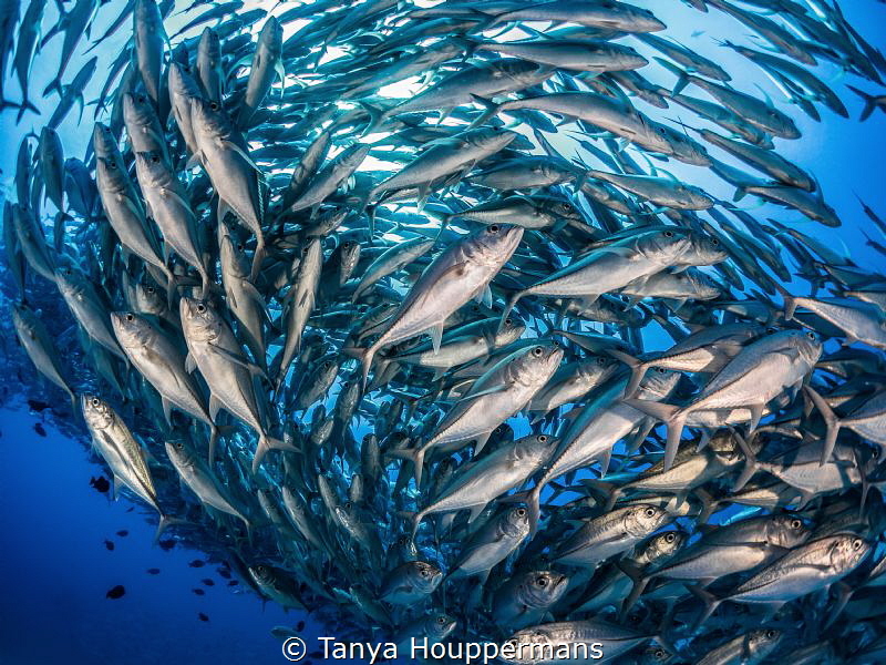 School's In Session
A large school of bigeye trevally in... by Tanya Houppermans 