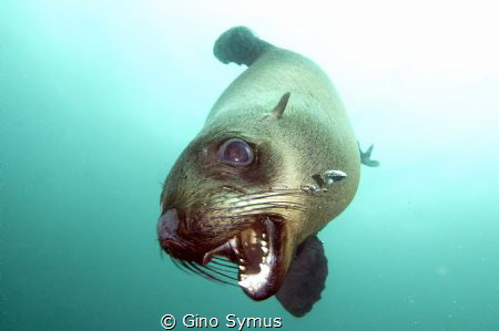 Playing seal by Gino Symus 