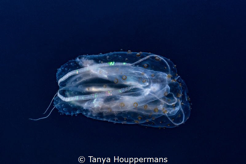 Mesmerizing
Side view of a comb jelly in the waters off ... by Tanya Houppermans 