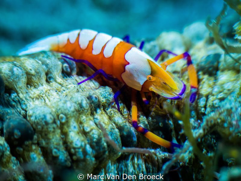 very small lobster by Marc Van Den Broeck 