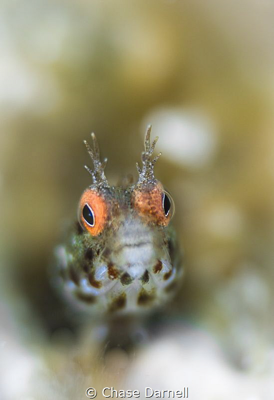 "Hazy"
A Roughhead Blenny with a soft background. I real... by Chase Darnell 