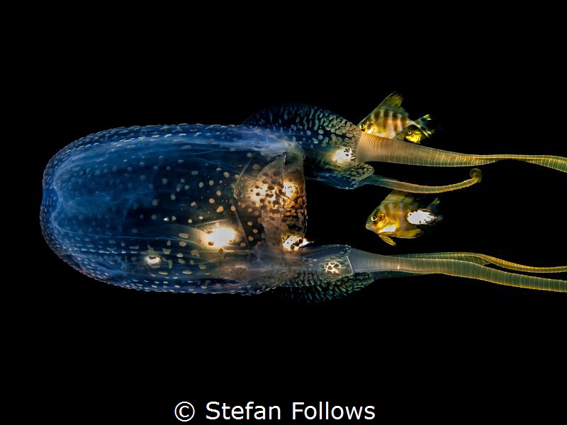Muddle. Box Jellyfish - Morbakka virulenta. Sail Rock, Th... by Stefan Follows 