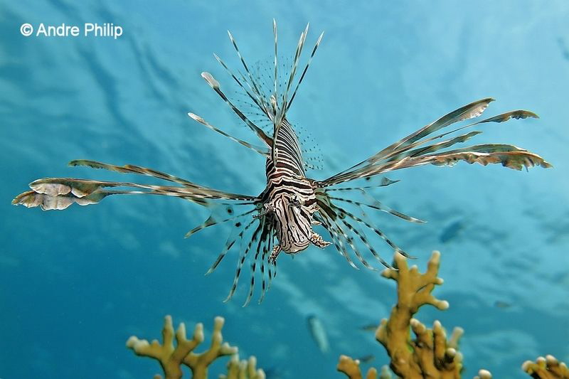 Threatening Lionfish by Andre Philip 