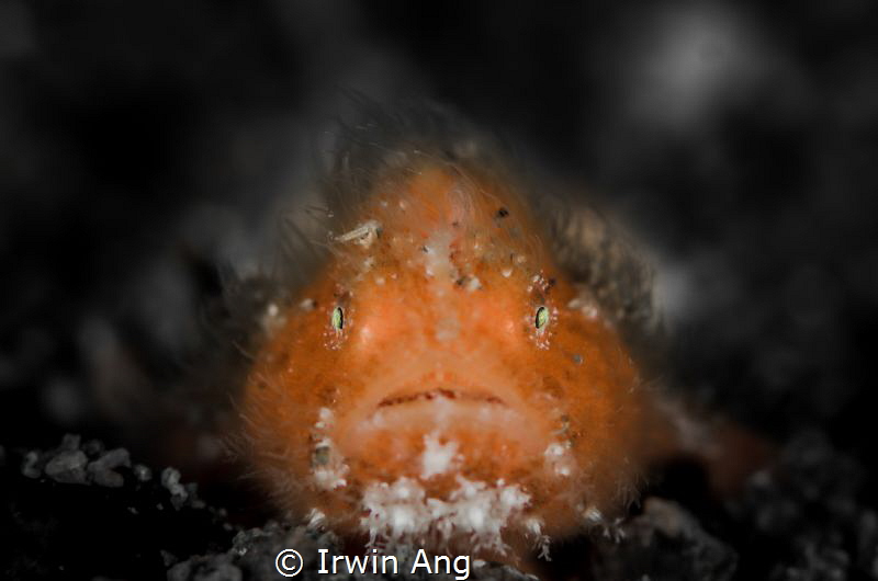 O R A N G E . .
Juvenile Hairy Frogfish (Antennarius str... by Irwin Ang 