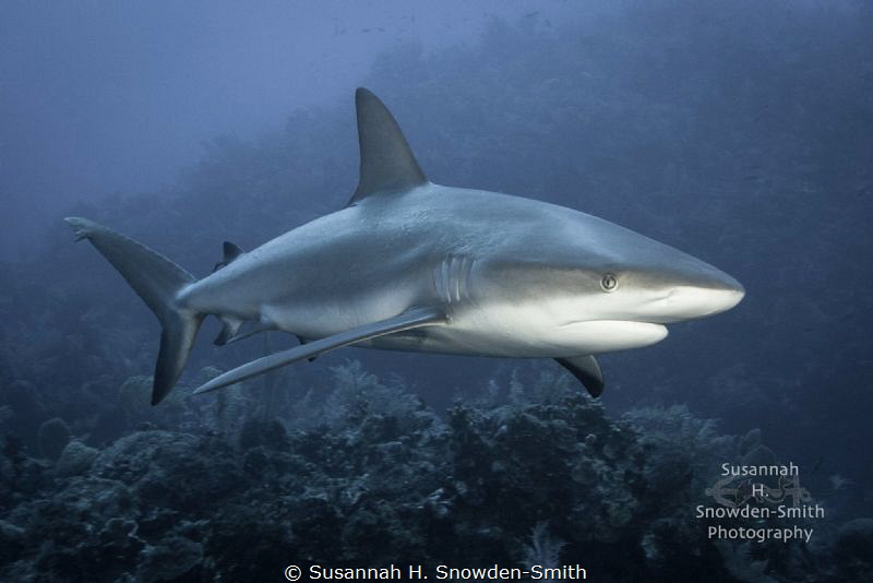 Three beautiful, strong, sleek reef sharks spent the enti... by Susannah H. Snowden-Smith 