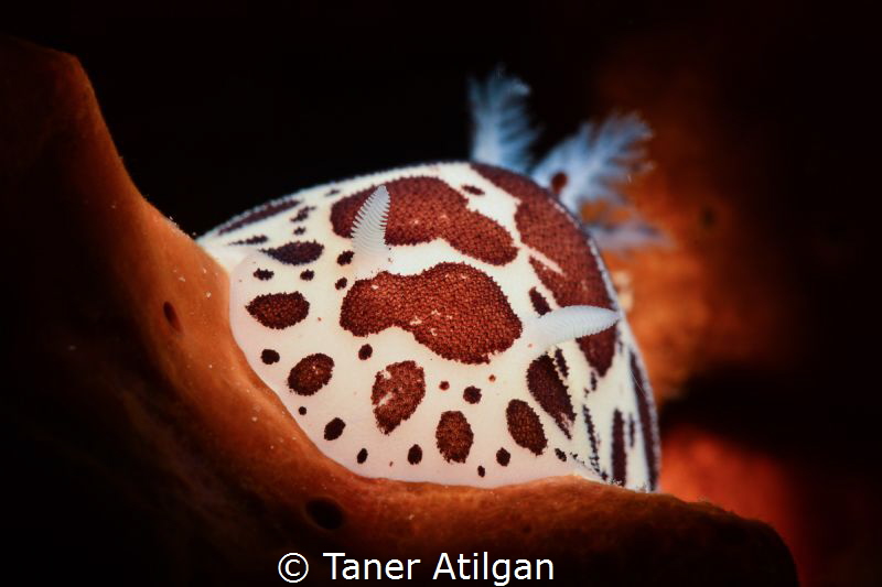 Snooted nudi from Bodrum/Turkey by Taner Atilgan 