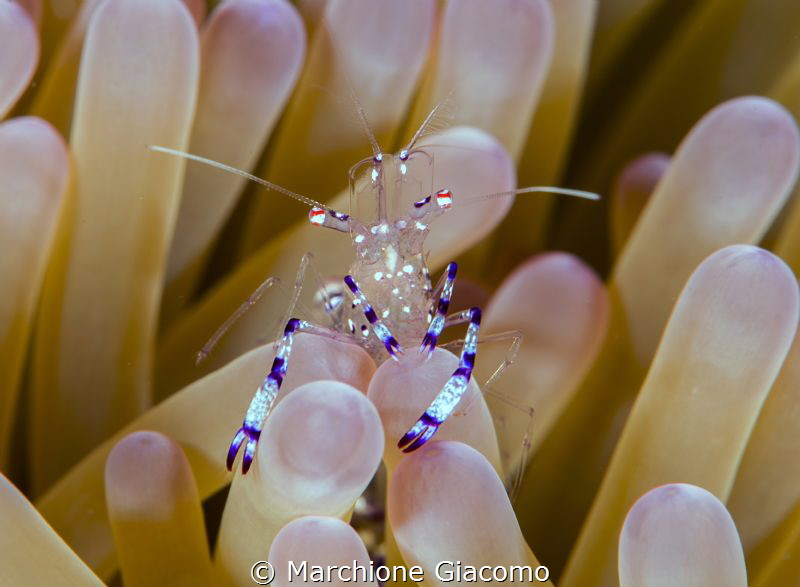 Commensal shrimp
Nikon D800E,105 macro lens 
Moal Boal ... by Marchione Giacomo 