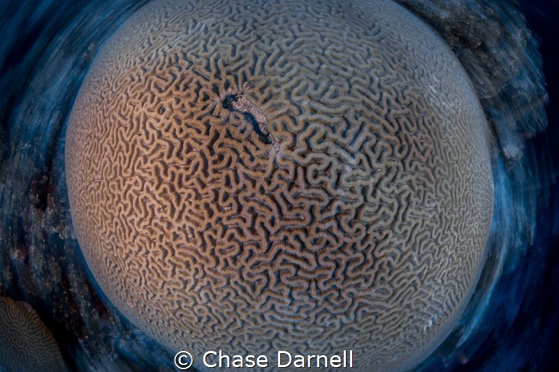 "Spinnin"
A large head of Brain Coral photographed with ... by Chase Darnell 