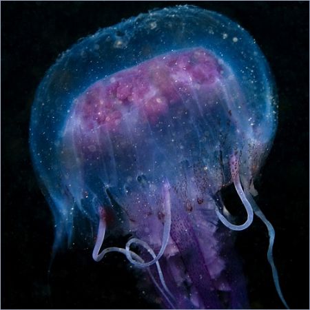 Pelagia noctiluca jellyfish shot in Baleal, Portugal, usi... by Joao Pedro Tojal Loia Soares Silva 