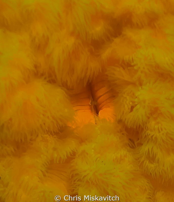 Orange Frilled anemone up close.  Coastal New England by Chris Miskavitch 