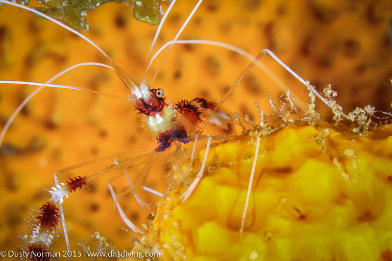 "Colorful Surroundings"
A Banded Coral Shrimp sits on a ... by Dusty Norman 