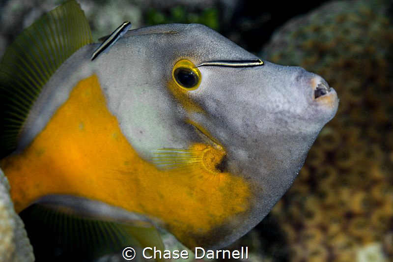 "Next in Line"
This Filefish must have been enjoying his... by Chase Darnell 