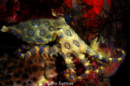 Blue ringed octopus by Gino Symus 