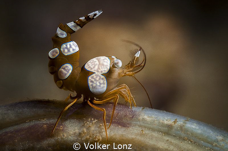 Squat Shrimp by Volker Lonz 
