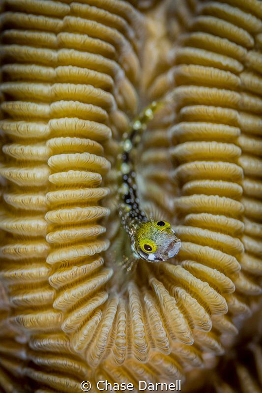 "Out in the Open"
Not often do I see Secretary Blenny's ... by Chase Darnell 
