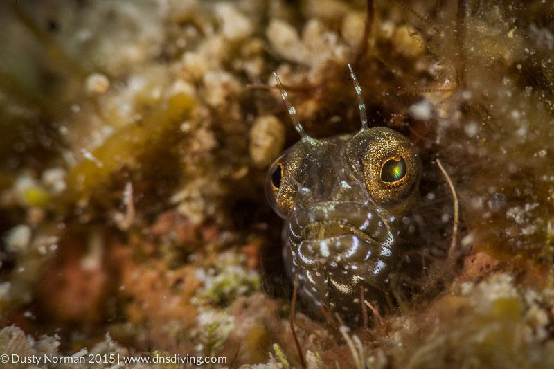 "Say Ahh"
A colorful Blenny close up. by Dusty Norman 