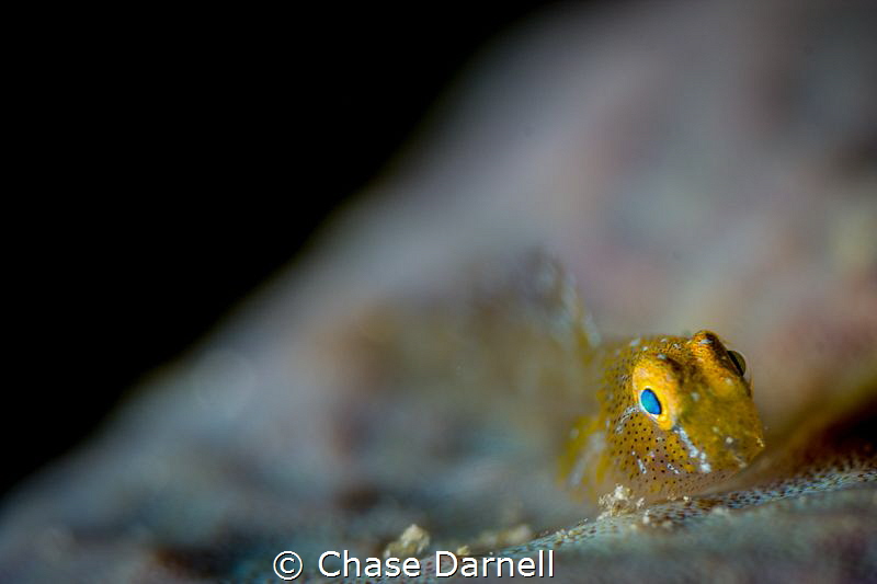 "Goldy"
This golden fish was so small. It is sitting on ... by Chase Darnell 