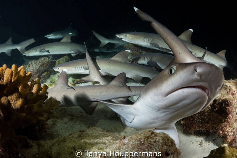 Outta My Way!
Whitetip reef sharks at night busily searc... by Tanya Houppermans 