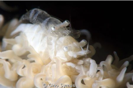 Coral shrimps by Gino Symus 