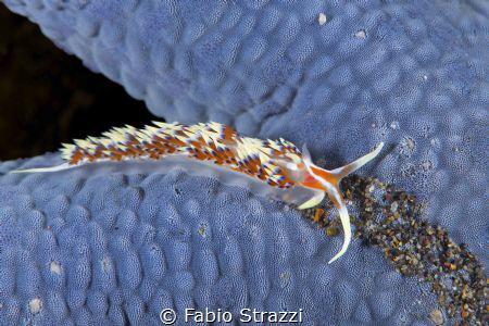 a Flabellina on a blue seastar by Fabio Strazzi 